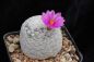 Preview: Mammillaria herrarea