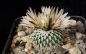 Preview: Turbinicarpus pseudopectinatus