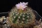 Preview: Mammillaria tepexicensis FO-177