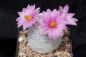 Preview: Mammillaria herrarea