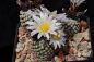 Preview: Turbinicarpus valdezianus weiße Blüten