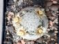 Preview: Mammillaria lasiacantha var. denudata