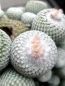 Preview: Epithelantha micromeris var. unguispina