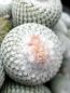 Preview: Epithelantha micromeris var. unguispina