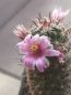 Preview: Mammillaria sheldonii