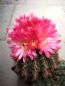 Preview: Notocactus submammulosus var rubra