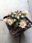 Preview: Mammillaria magnimamma