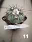 Preview: Echinocactus horizontalonius Nr.11