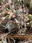 Preview: Astrophytum capricorne var. major