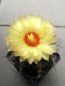 Preview: Astrophytum capricorne var. major