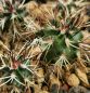 Preview: Echinocereus davisii