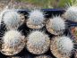 Preview: Thelocactus macdowellii