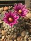 Preview: Turbinicarpus valdezianus rote Blüten