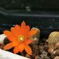 Preview: Rebutia heliosa r314