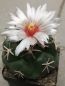 Preview: Coryphantha poselgeriana var. valida