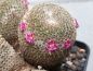 Preview: Mammillaria crucigera