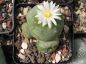 Preview: Lophophora diffusa