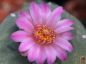 Preview: Lophophora jourdaniana