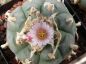 Preview: Lophophora williamsii