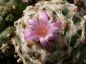 Preview: Lophophora williamsii