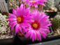 Preview: Mammillaria guelzowiana var. robustior