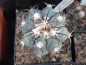 Preview: Echinocactus horizontalonius Cuatro Cienegas