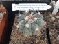 Preview: Echinocactus horizontalonius Cuatro Cienegas