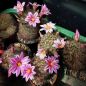 Preview: Mammillaria blosfeldiana