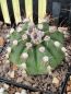 Preview: Astrophytum hybrid asterias x senile