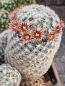 Preview: Mammillaria stella-de-tacubaya