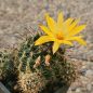 Preview: Mammillaria beneckei