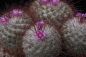 Preview: Mammillaria bombycina