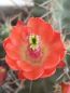 Preview: echinocereus-triglochidiatus