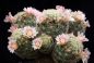 Preview: Mammillaria giselae