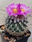 Preview: Turbinicarpus beguinii