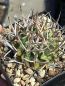 Preview: Stenocactus coptonogonus