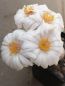 Preview: Mammillaria  albiflora