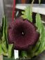 Preview: Stapelia hirsuta