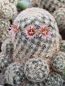 Preview: Mammillaria lasiacantha subs. egregia