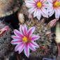 Preview: Mammillaria blosfeldiana