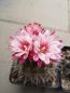 Preview: Pyrrhocactus floccosus