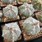 Preview: Astrophytum hybrid asterias x coahuilense