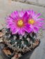 Preview: Turbinicarpus beguinii