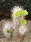 Preview: Echinocereus viridiflorus var. canus (Solitario)