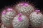 Preview: Mammillaria bombycina