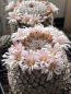 Preview: Mammillaria perezdelarosae var.andersoniana