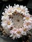 Preview: Mammillaria perezdelarosae var.andersoniana