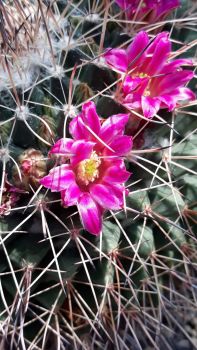 Mammillaria melanocentra (Euthele)