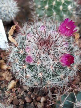 mammillaria-berkiana