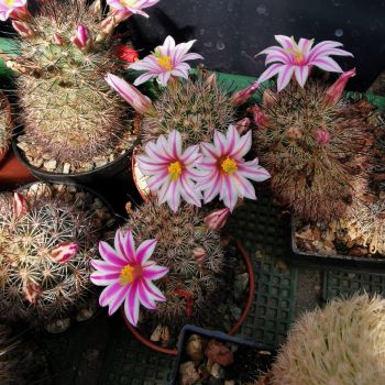 Mammillaria blosfeldiana